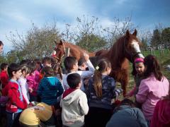 El alumnado observa y da de comer pan a los caballos.